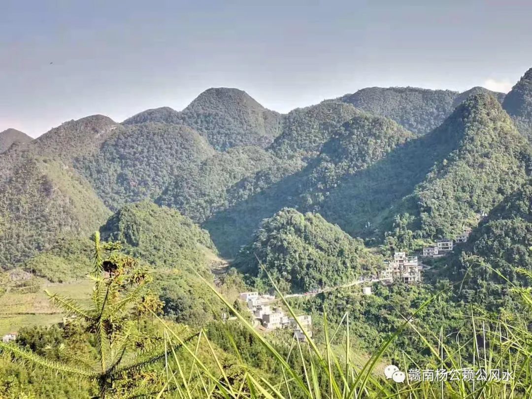 青扦云杉-园林景观植物-图片